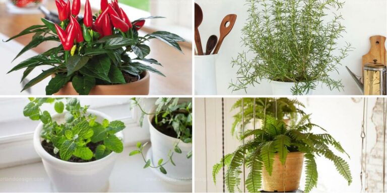 Best Health-Boosting Houseplants