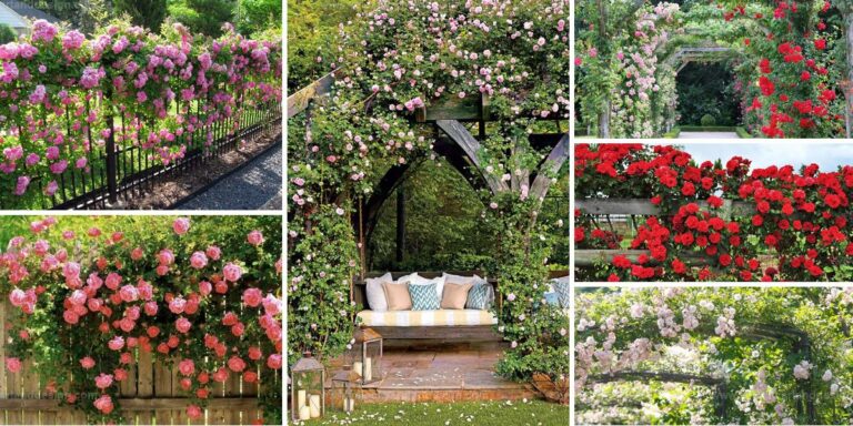 Top Climbing Rose Images