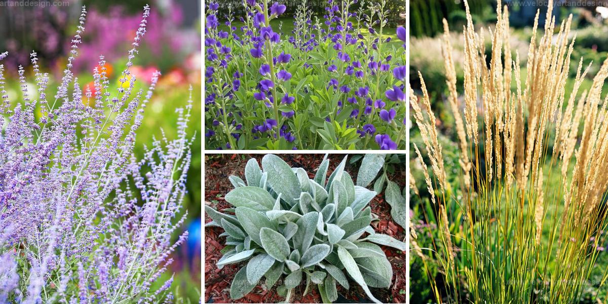 Best Tough Outdoor Plants