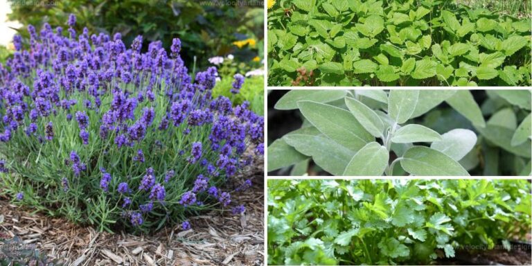 Top Year-Round Herbs