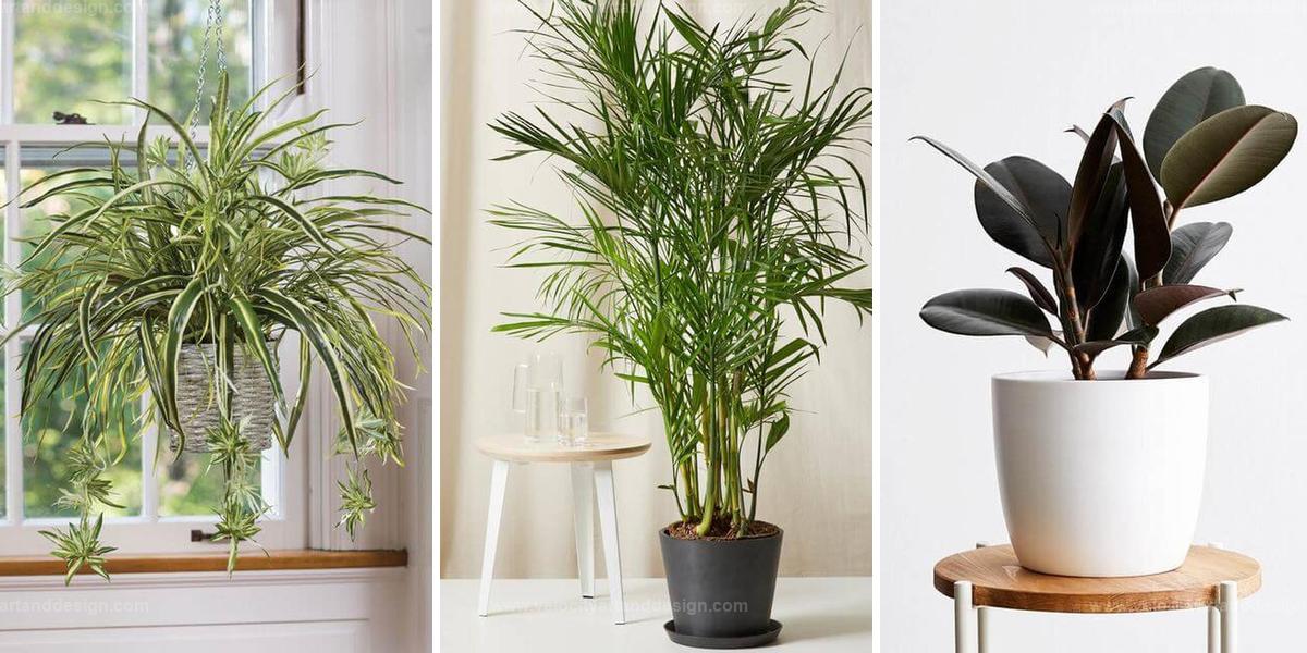 Best Indoor Plants to Cut Down Dust