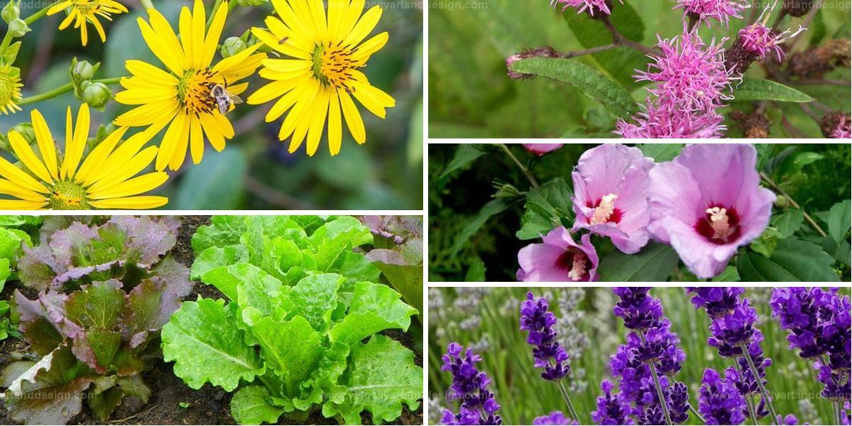 Best Plants for Poor Soil Gardens