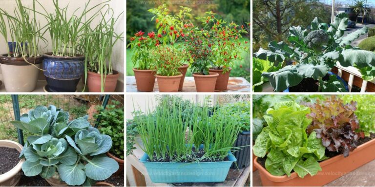 Best Vegetables for Pot and Container Gardens