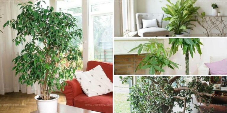 Top Indoor Plants That Grow Big