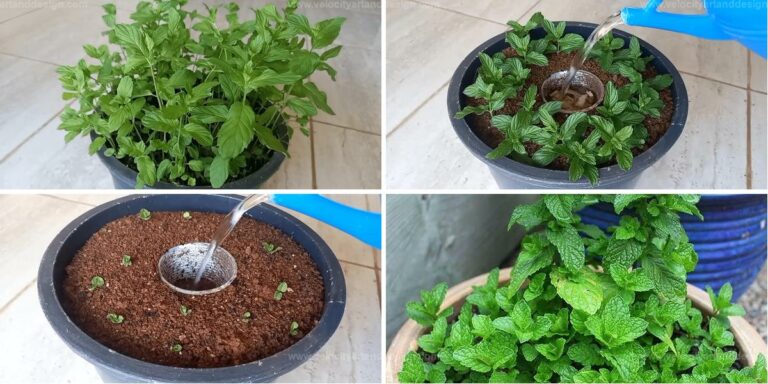 Top Way to Grow Mint in a Plastic Cup