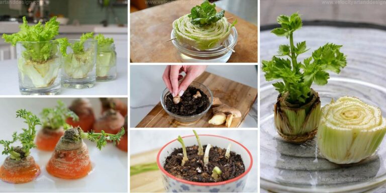 Best Vegetables to Grow from Scraps