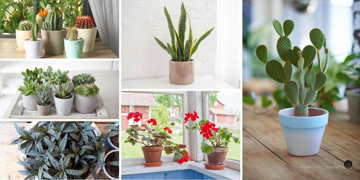 Best Indoor Plants for Dry Air