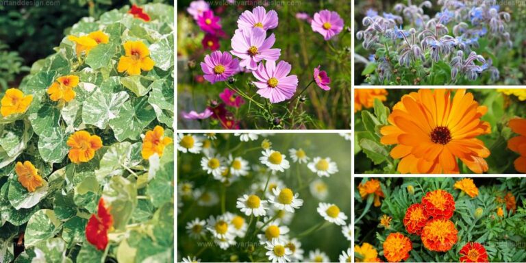 Best Flowers to Support a Vegetable Garden