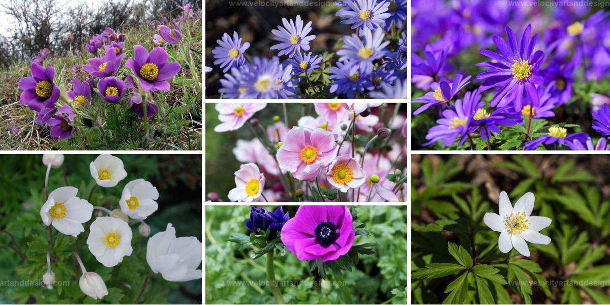 Best Windflower Types