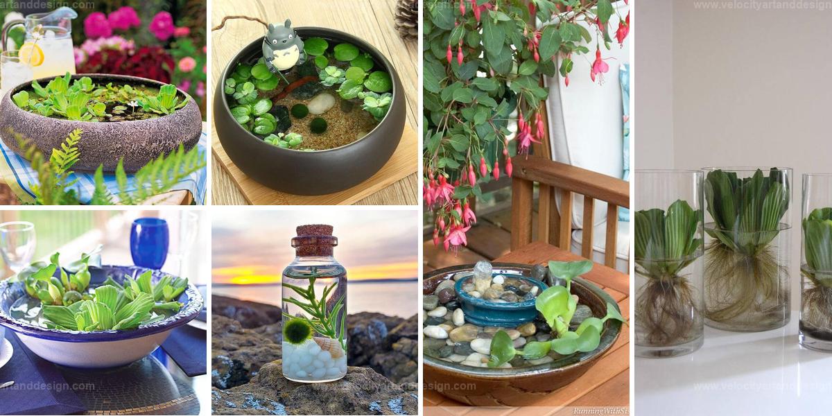 Best DIY Water Garden Ideas