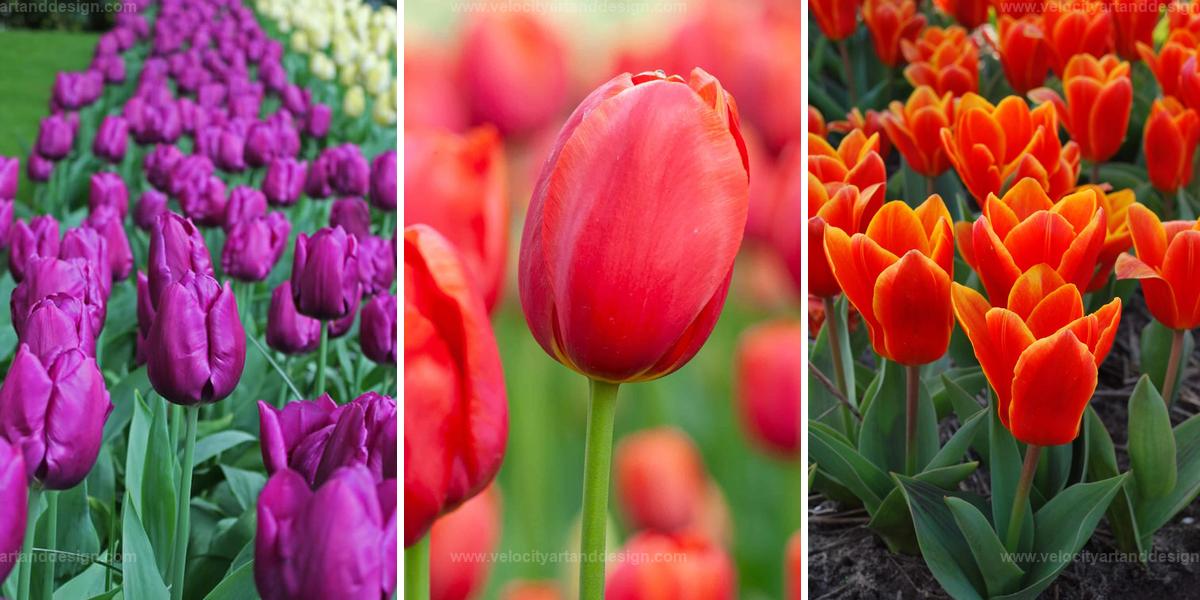 Best Unique Tulip Varieties for Garden