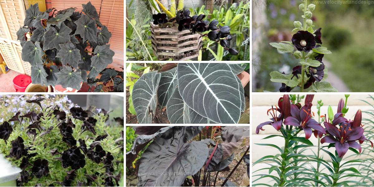 Top Exotic Black Plants