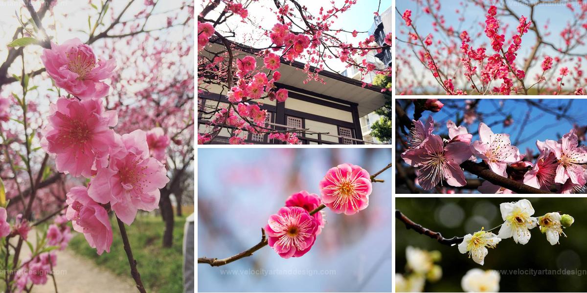 Best Plum Blossom Ideas