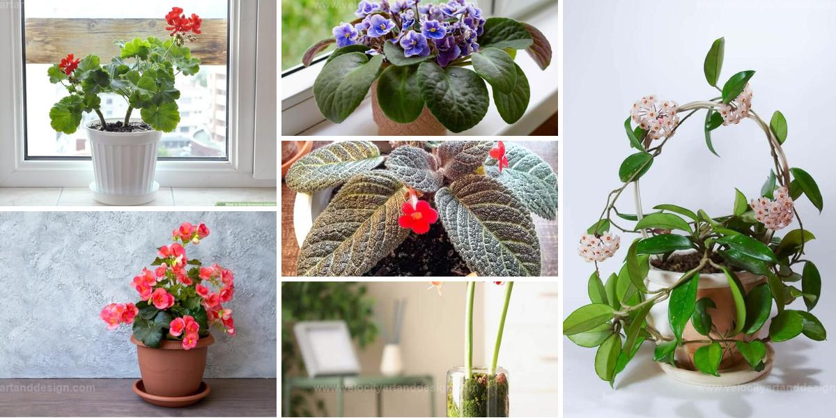 Best Indoor Flowers for Beginners