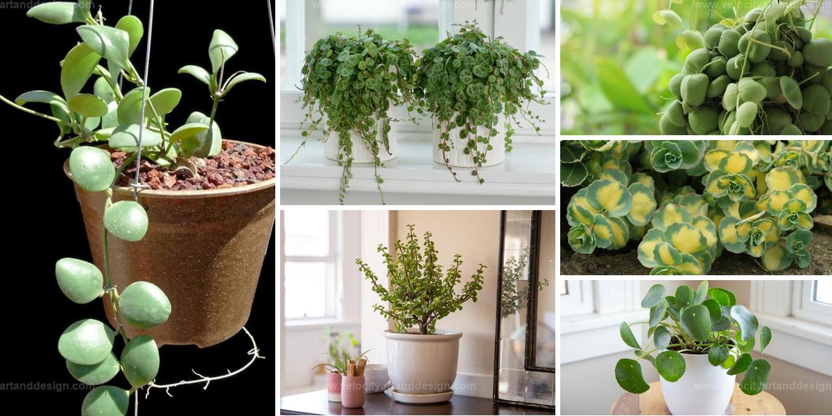 Best Houseplants with Round Leaves