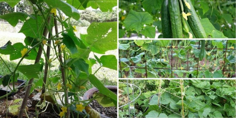 Top Ingredient for Growing More Cucumbers