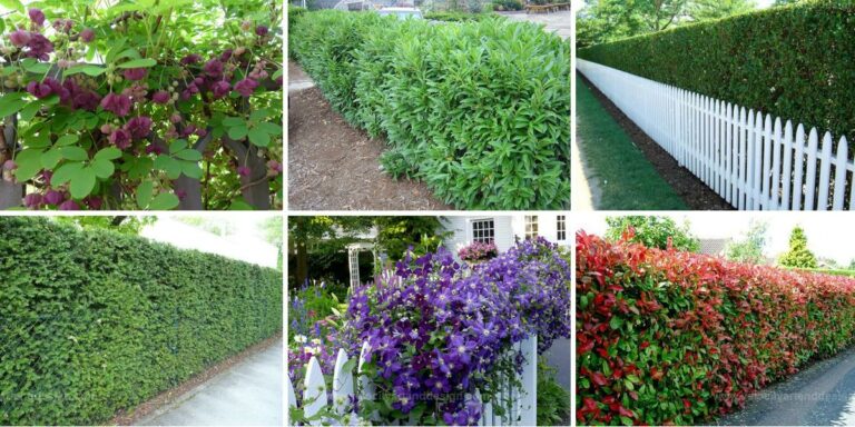 Top Fence Privacy Plants