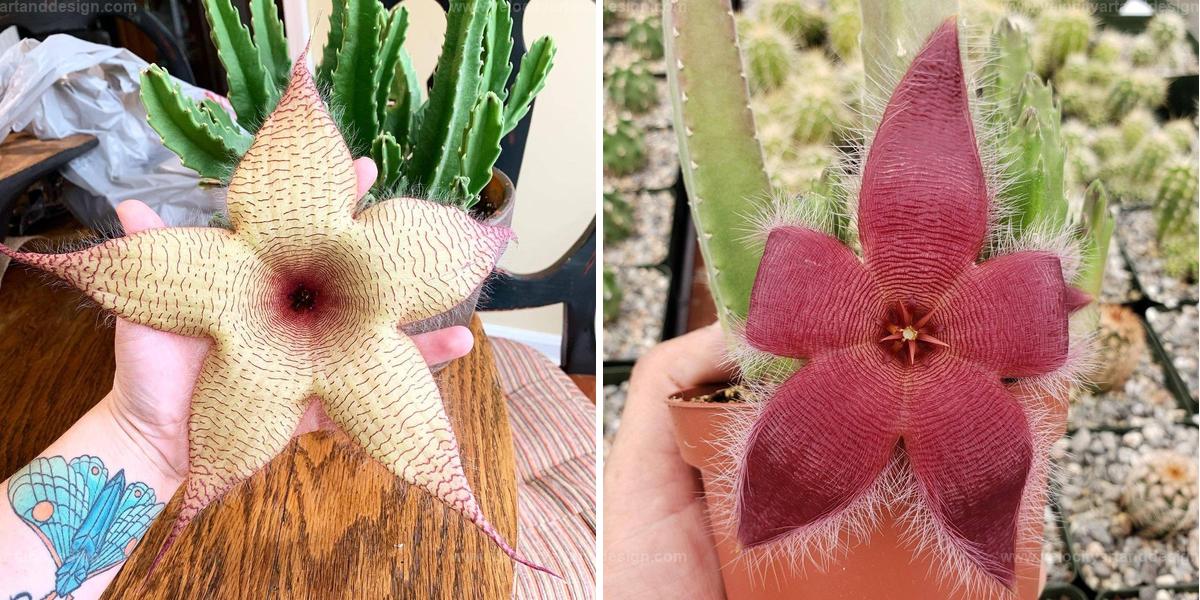 Best Starfish Flower Growing Tips