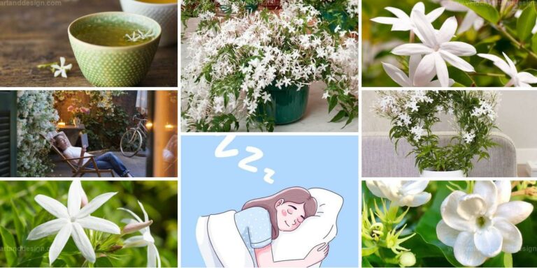 Top Jasmine Plant Benefits