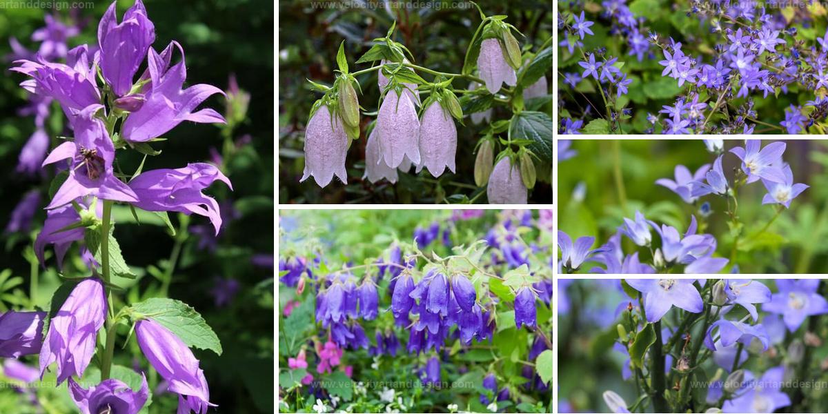 Best Types Of Bellflowers