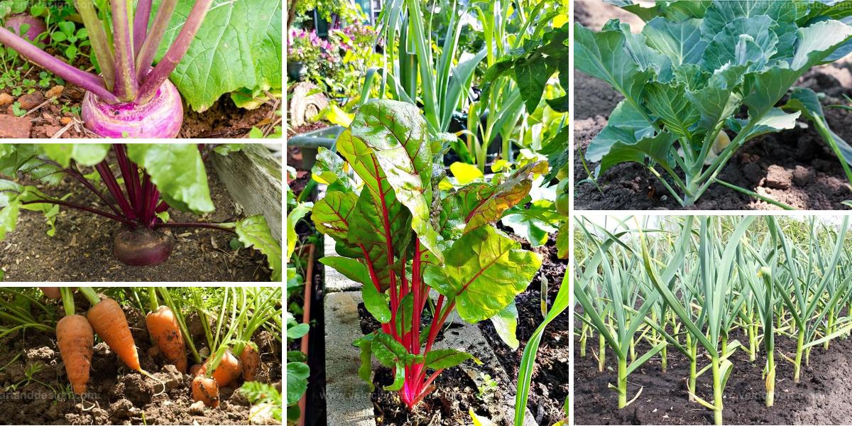 Vegetables Grow in Autumn for Spring Harvest