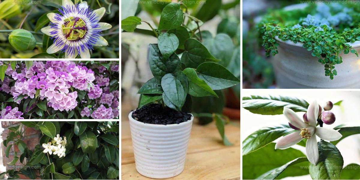 Top Fragrant Flowers for Home