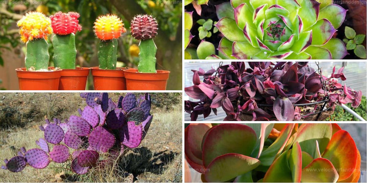 Colorful Succulents for In & Outdoors