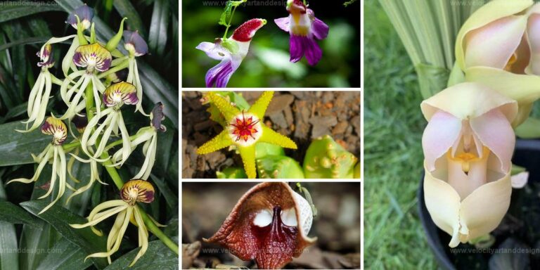 Top Unusual Flowers