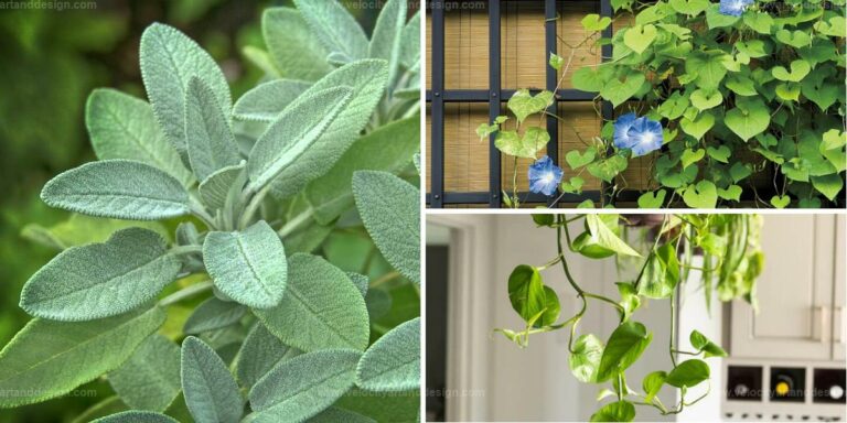 Best Plants for Front Doors