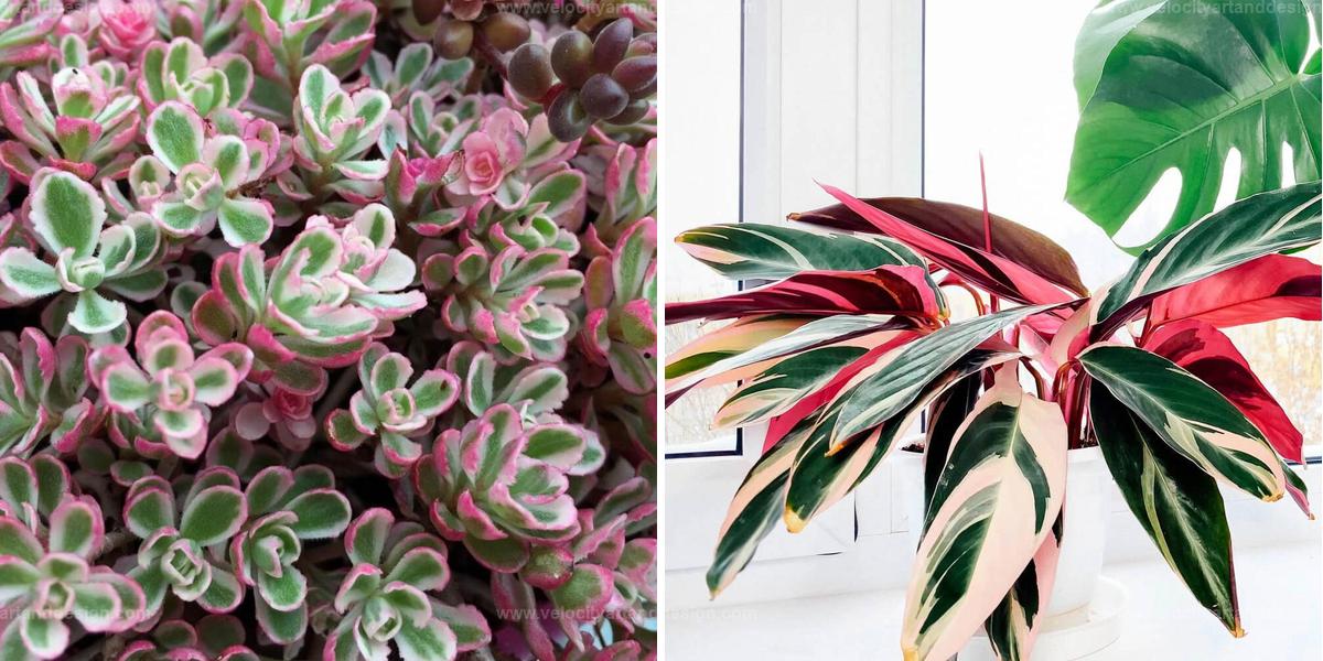 Top Tricolor Houseplants