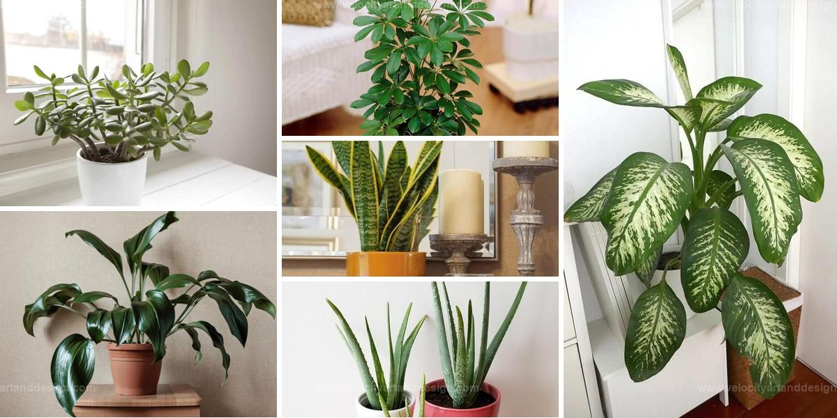 Best Indoor Plants Without Care