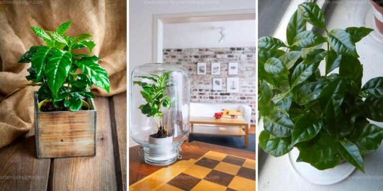 Top Guide to Growing Coffee Plants Indoors