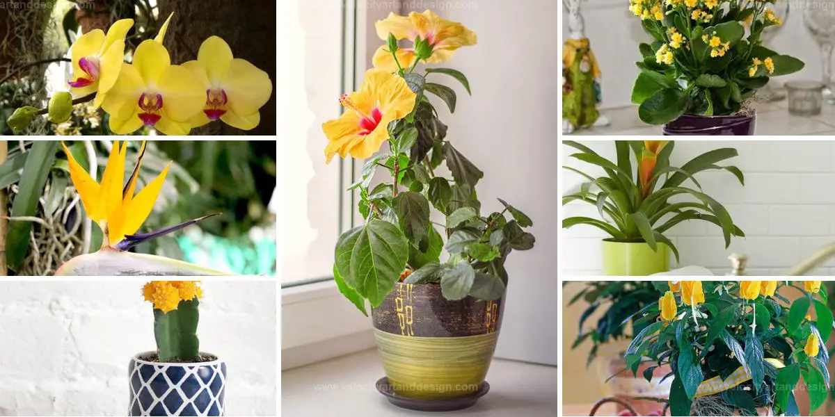 Top Yellow Flowering Houseplants