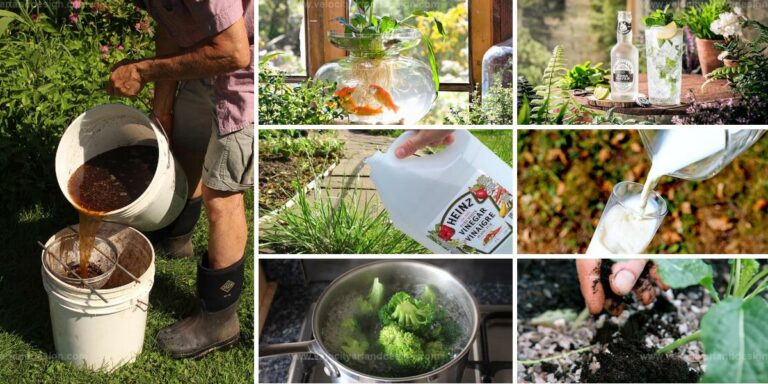 Top Gardening Hacks for Healthier Plants