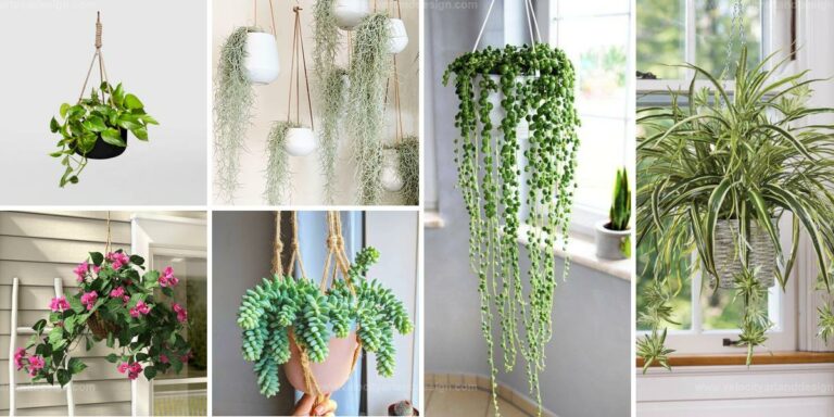 Best Hanging Houseplants for an Airy Look