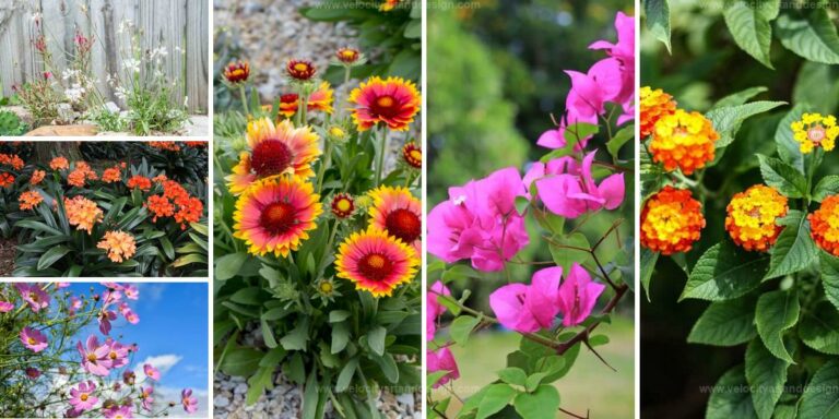 Best Flowers For Poor Soil