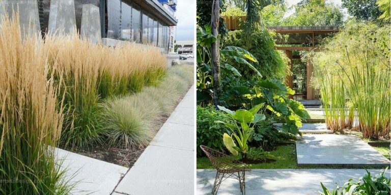 Best Ornamental Grass Gardens