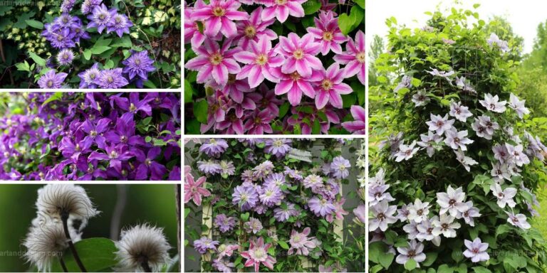 Best Clematis Growing Tips