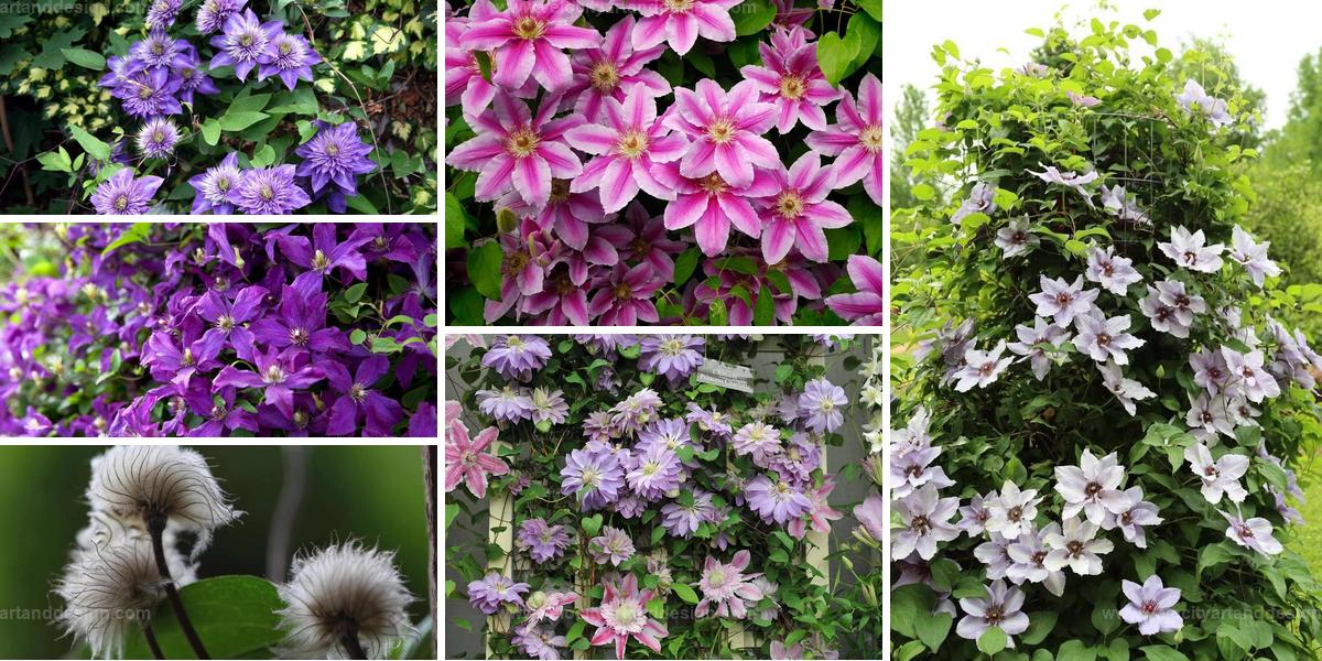 Best Clematis Growing Tips