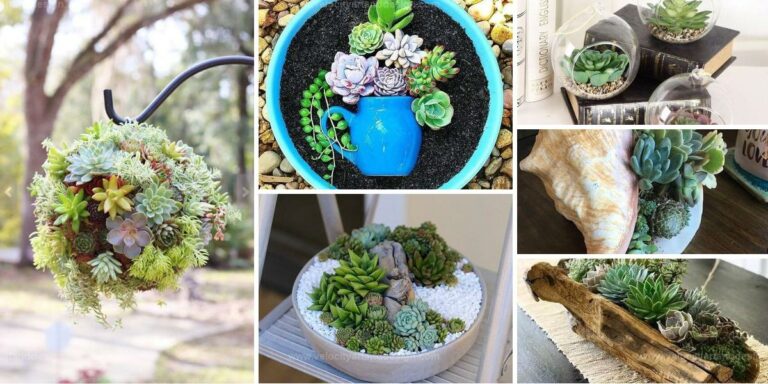 Best Succulent Decor Ideas