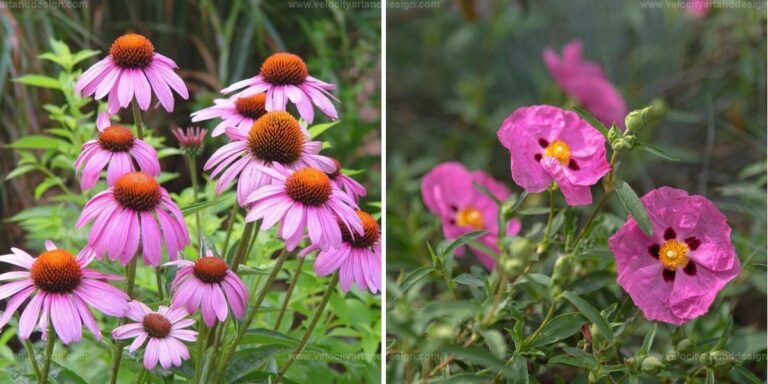 Top Steep Slope Plants