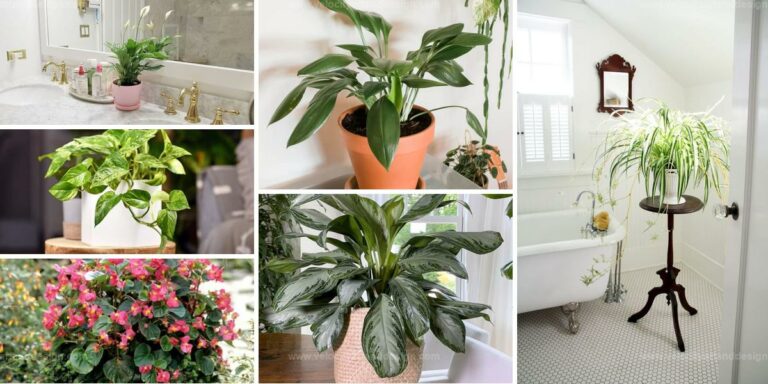 Best Bathroom Plants