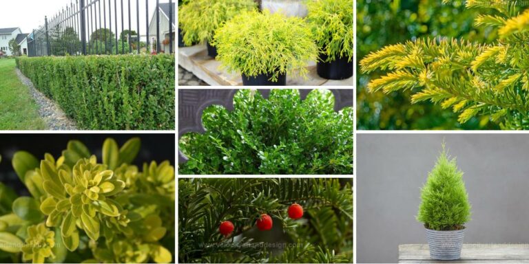 Best Winter Plants for Colorful Outdoor Space