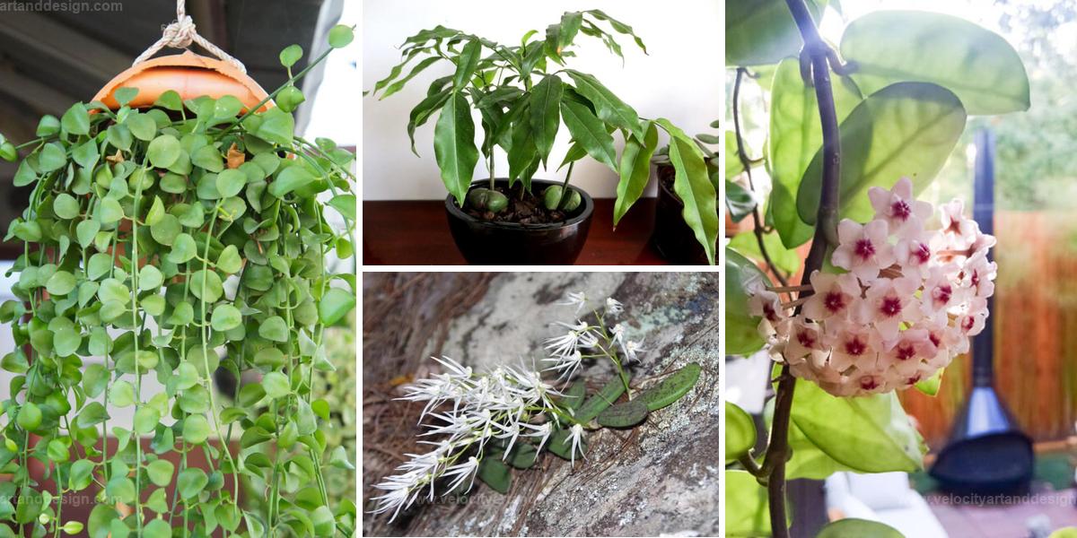 Best Australian Native Houseplants