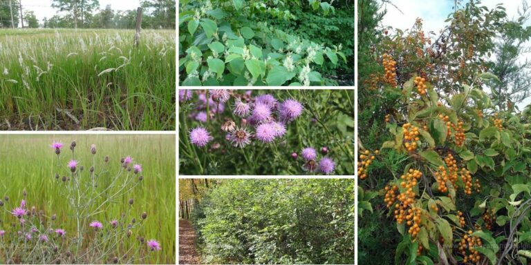 Top Harmful Invasive Plants to Ecosystems