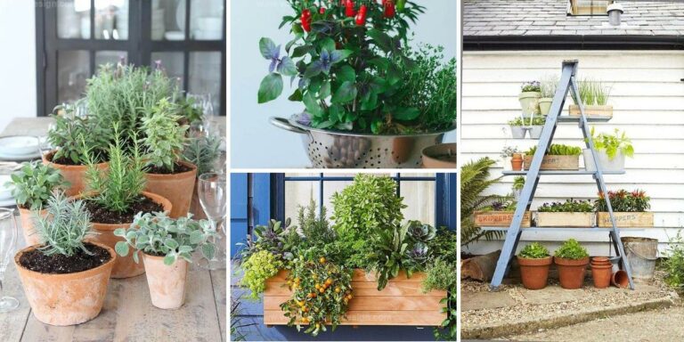 Best Container Vegetable Gardens