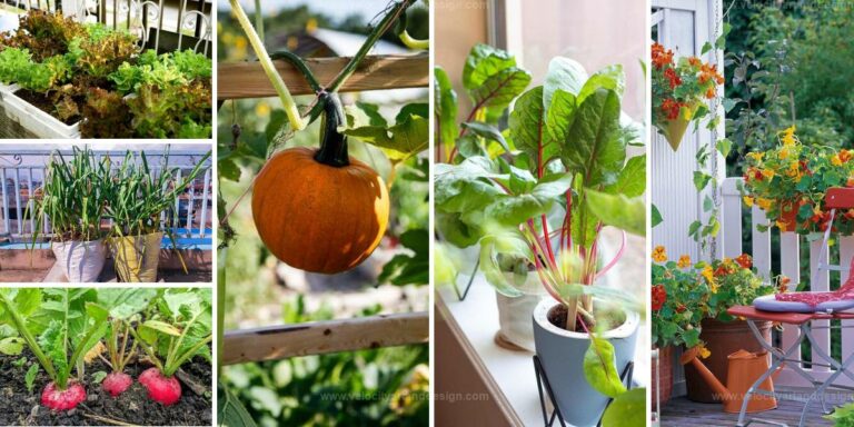 Top Balcony Vegetables