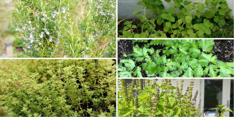 Best Drought-Resistant Herbs for Sunny Spots