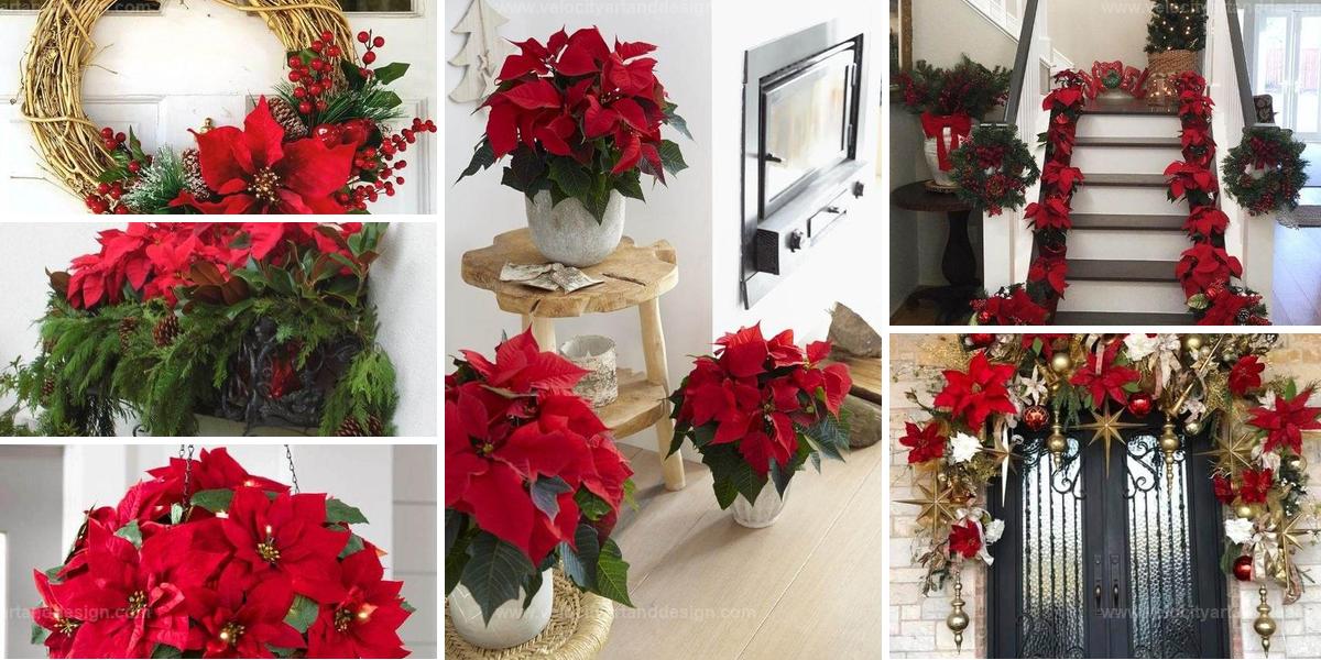 Top Poinsettia Decor Ideas