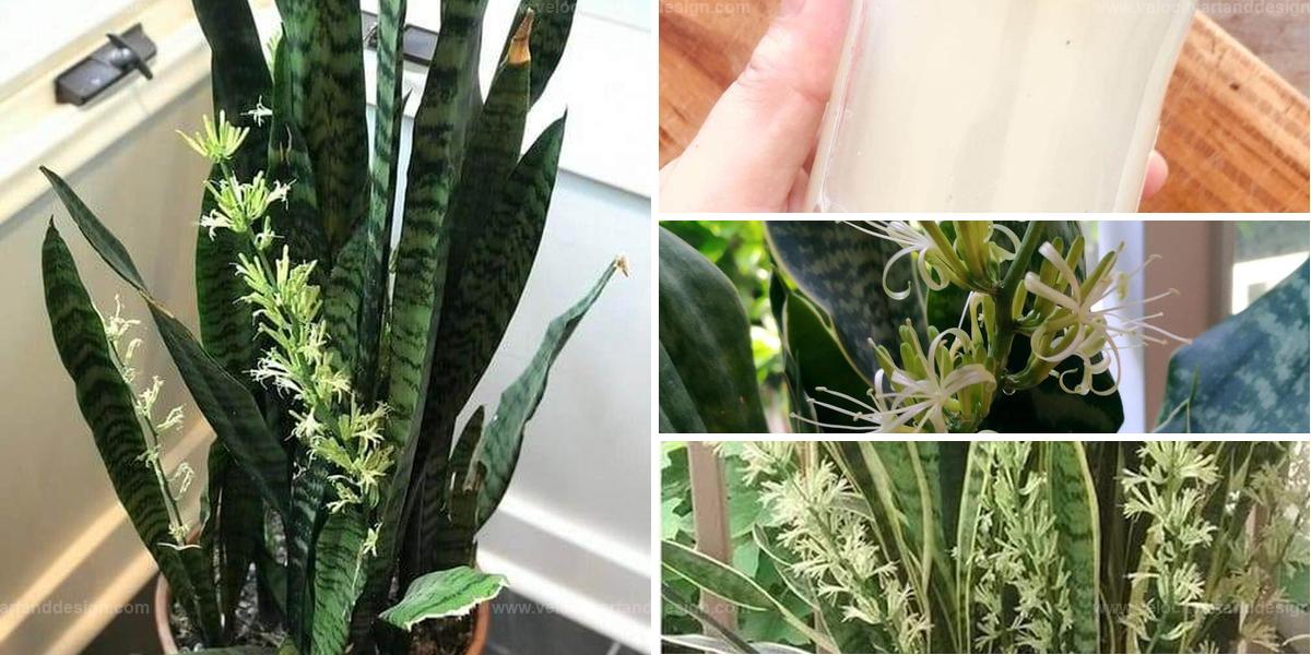 Best Ingredients to Make Snake Plants Bloom